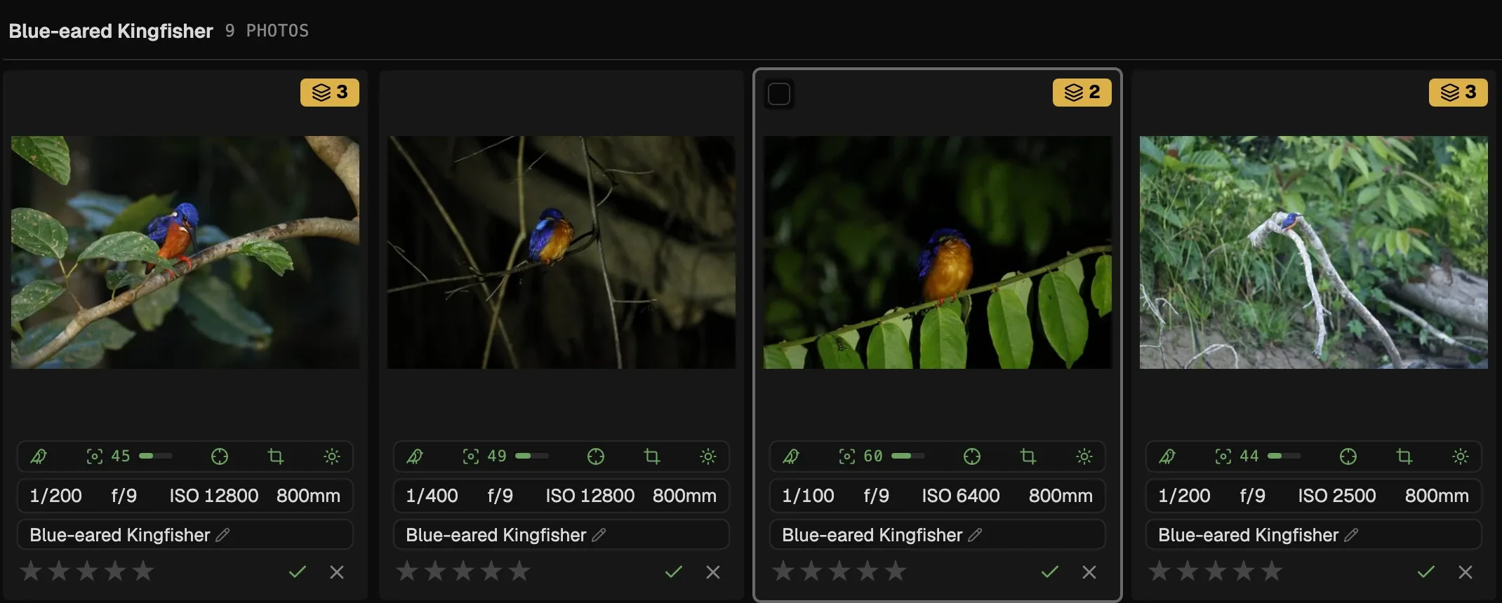 By species view: photos grouped under Blue-eared Kingfisher, each with an editable species label.