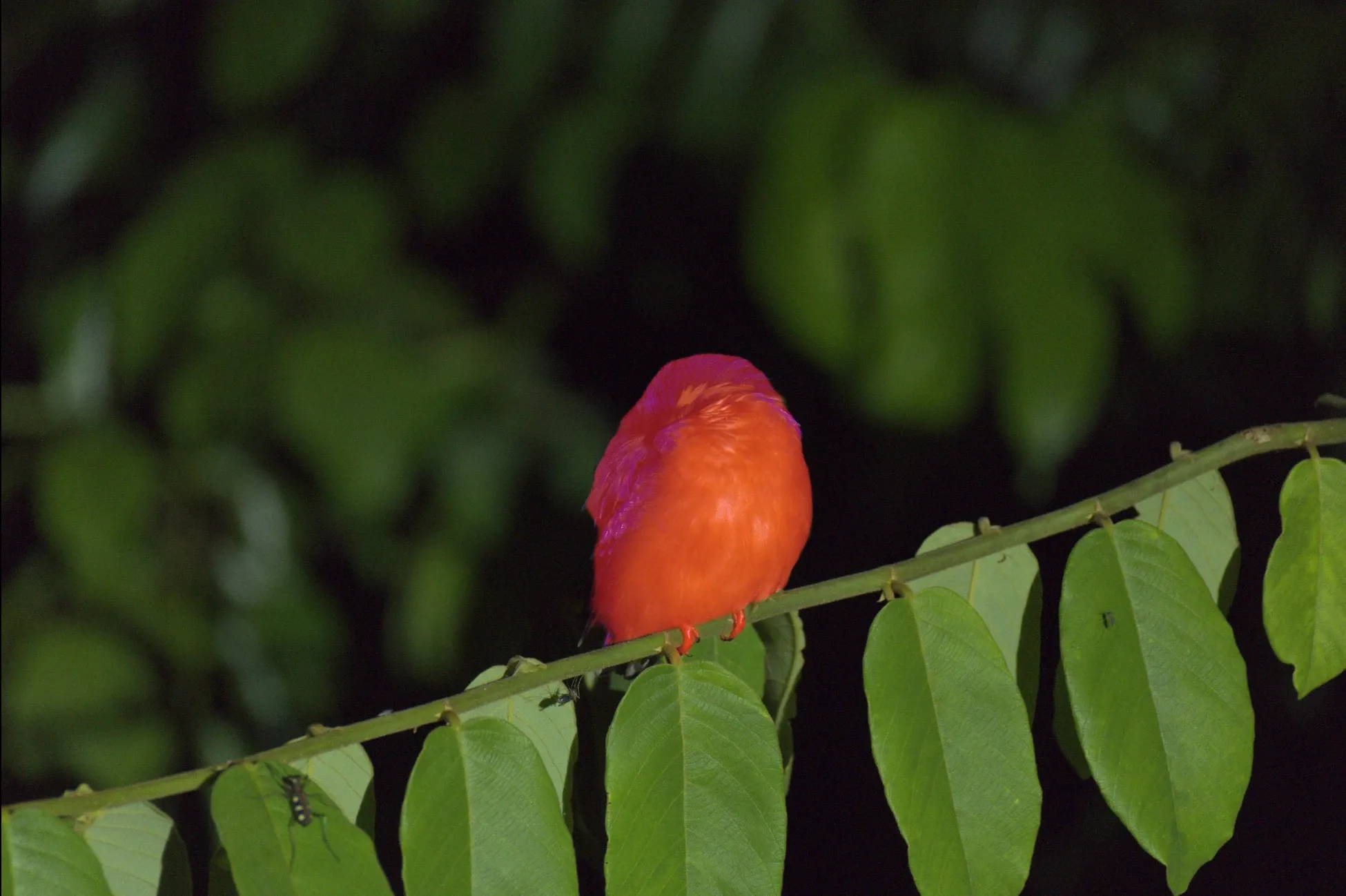 The Bird mask shown as a red overlay.